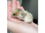 Adopt DWIGHT a Hamster