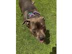 Adopt UNEX a Pit Bull Terrier