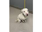 Adopt ARLO a Pit Bull Terrier, Mixed Breed