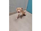 Adopt ALADIN a Pit Bull Terrier