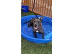 Adopt THOR a Pit Bull Terrier