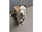 Adopt TYRELL a Pit Bull Terrier, Mixed Breed
