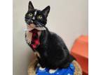 Adopt MR. BOOTS a Domestic Short Hair