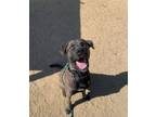 Adopt Dozer a Mastiff, Labrador Retriever