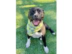 Adopt COMET a Pit Bull Terrier