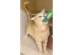 Adopt Brutus a Domestic Short Hair