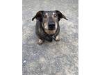 Adopt Bear a Dachshund