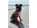 Adopt Arlo a Australian Shepherd