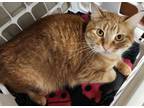 Adopt Sheldon a Domestic Short Hair