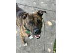 Adopt STU a Pit Bull Terrier, Mixed Breed