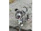 Adopt PHILL a Pit Bull Terrier, Mixed Breed