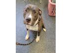 Adopt PHILL a Pit Bull Terrier, Mixed Breed
