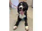 Adopt Ice a Bernese Mountain Dog, Standard Poodle