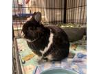 Adopt Skunk a Netherland Dwarf