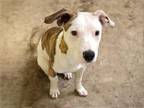 Adopt STEVEN TYLER a Pit Bull Terrier