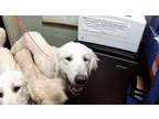 Adopt CHARLIE a Great Pyrenees