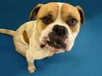Adopt MEATBALL a Pit Bull Terrier, Mixed Breed
