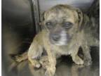 Adopt A429739 a Terrier