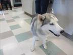 Adopt A429783 a Siberian Husky