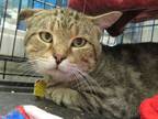 Adopt MOLASSES a Domestic Short Hair