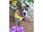 Adopt ROLAND a Pit Bull Terrier