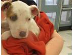 Adopt A429941 a Pit Bull Terrier, Mixed Breed