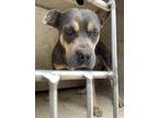 Adopt A429854 a American Staffordshire Terrier, Mixed Breed