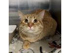 Adopt Meteor a Domestic Short Hair