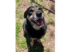 Adopt Rudy a Rottweiler, Mixed Breed