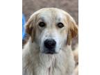 Adopt Denver a Great Pyrenees, Mixed Breed