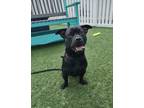 Adopt Smokey a Pit Bull Terrier, Mixed Breed