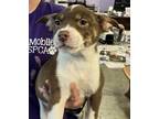 Adopt Orion a Rat Terrier, Mixed Breed