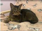 Adopt PERCY a Domestic Short Hair