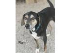 Adopt Ram a Black and Tan Coonhound, Hound