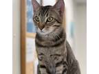 Adopt Larry a Domestic Short Hair