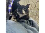 Adopt Tiline a Domestic Short Hair