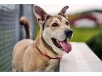 Adopt Sammy-LOCAL a Shepherd, Husky