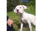 Adopt Creed - Local Puppy a Pit Bull Terrier