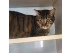 Adopt Shrek a Domestic Short Hair