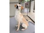 Adopt MARLEY a Labrador Retriever, Mixed Breed