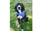 Adopt THEO a English Pointer, Mixed Breed