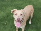 Adopt KANE a Mixed Breed