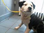 Adopt DECATUR a Mixed Breed