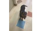 Adopt Charles a Rottweiler, Mixed Breed