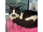 Adopt Sylvester a Domestic Medium Hair