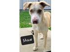 Adopt Shaw a Terrier