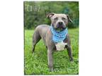 Adopt Cash 2 a Pit Bull Terrier