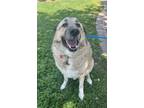 Adopt Mattis a Anatolian Shepherd, Mixed Breed