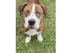 Adopt HUMPHREY a Pit Bull Terrier, Mixed Breed