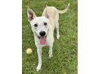 Adopt BOWIE a German Shepherd Dog, Mixed Breed
